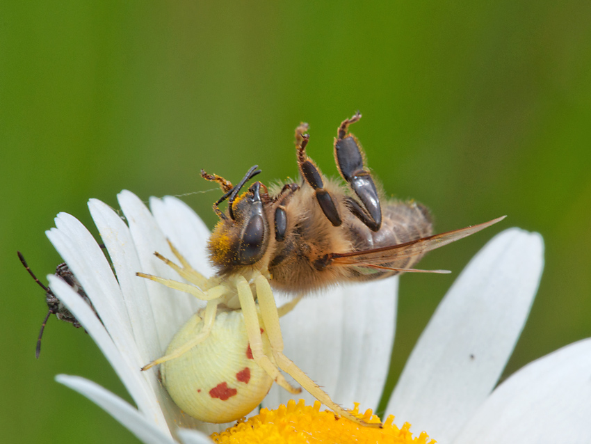 2012 06 07 Spinne mit Biene 001