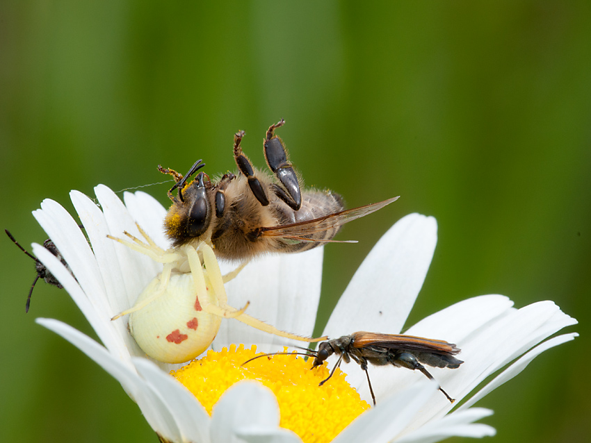 2012 06 07 Spinne mit Biene 002