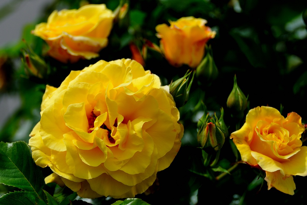 2012 06 08 2821  D300sA