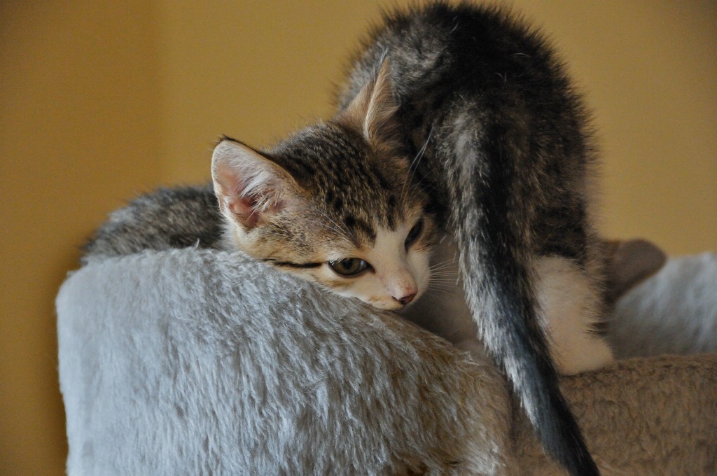 2012 06 24 4244  D300sA