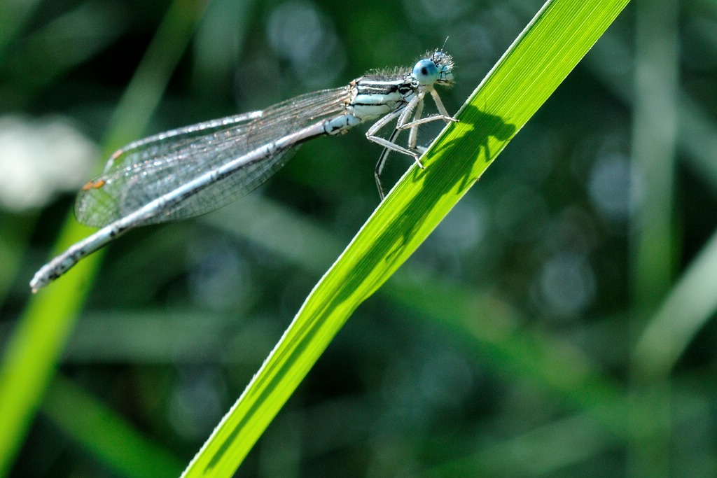2012 06 30 4594  D300sA