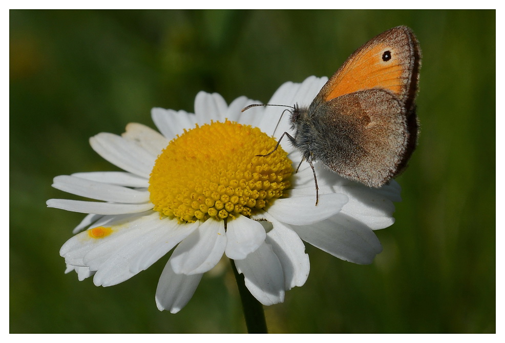 2012 06 Meran Natur DSF 4101