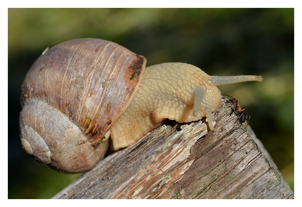 2012 06 Meran Schnecke1 DSF 4083