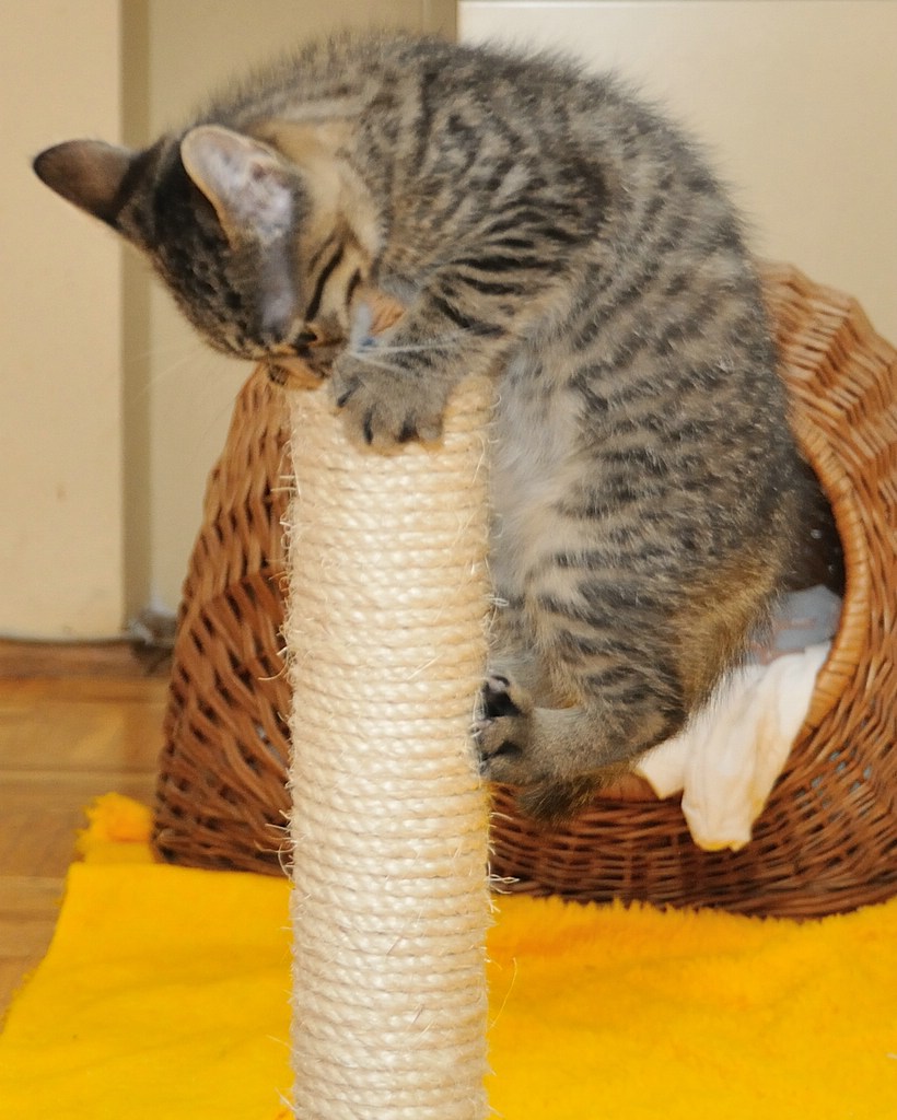2012 07 08 5125  D300sA