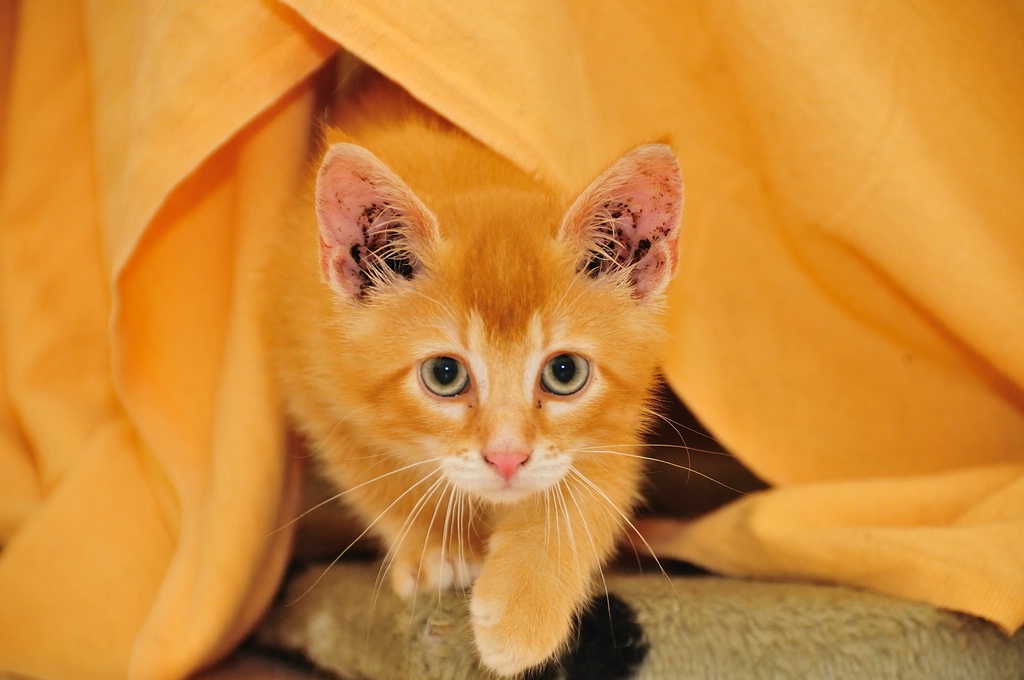 2012 07 08 5154  D300sA