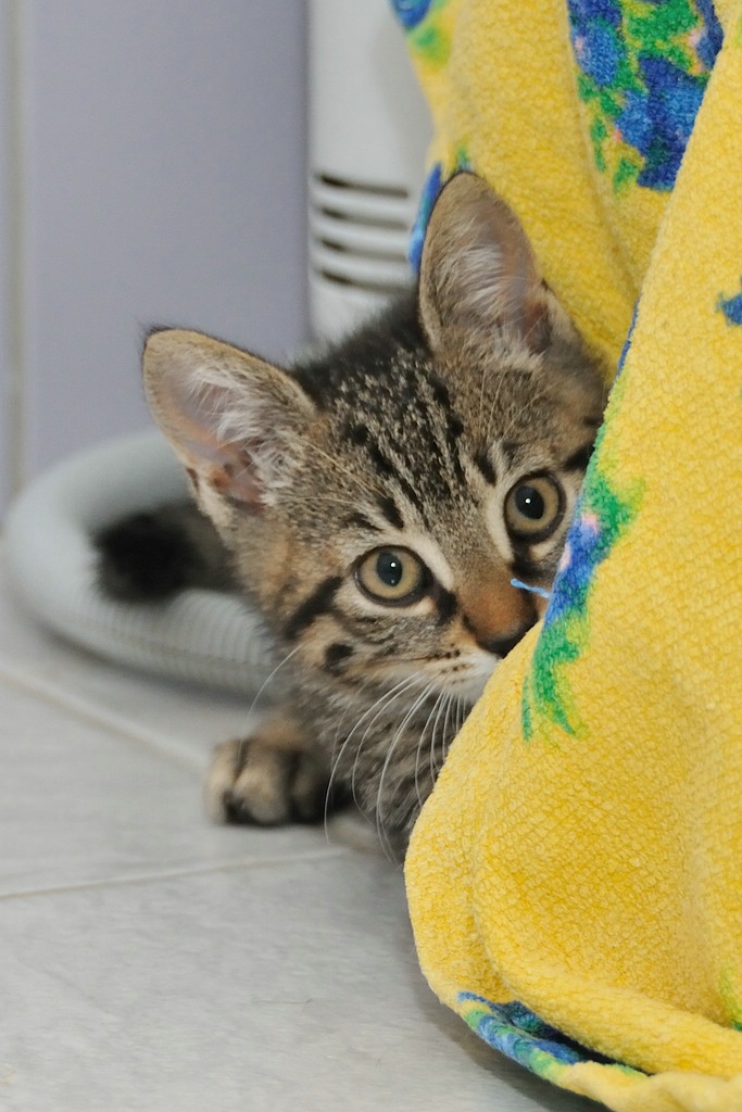 2012 07 08 5209  D300sA