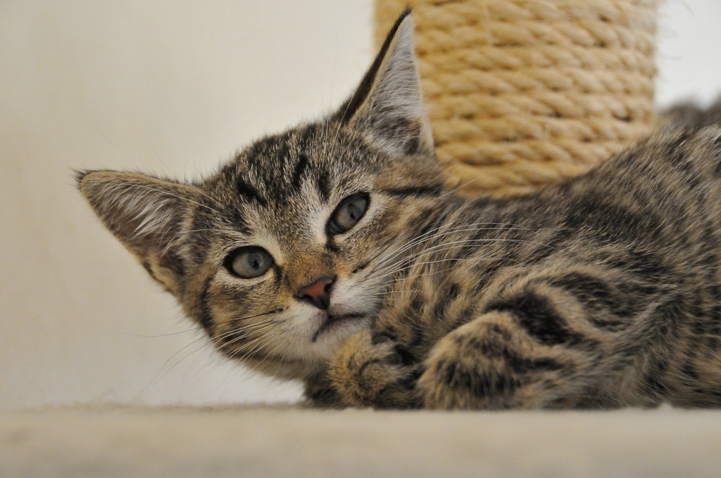 2012 07 11 5533  D300sA