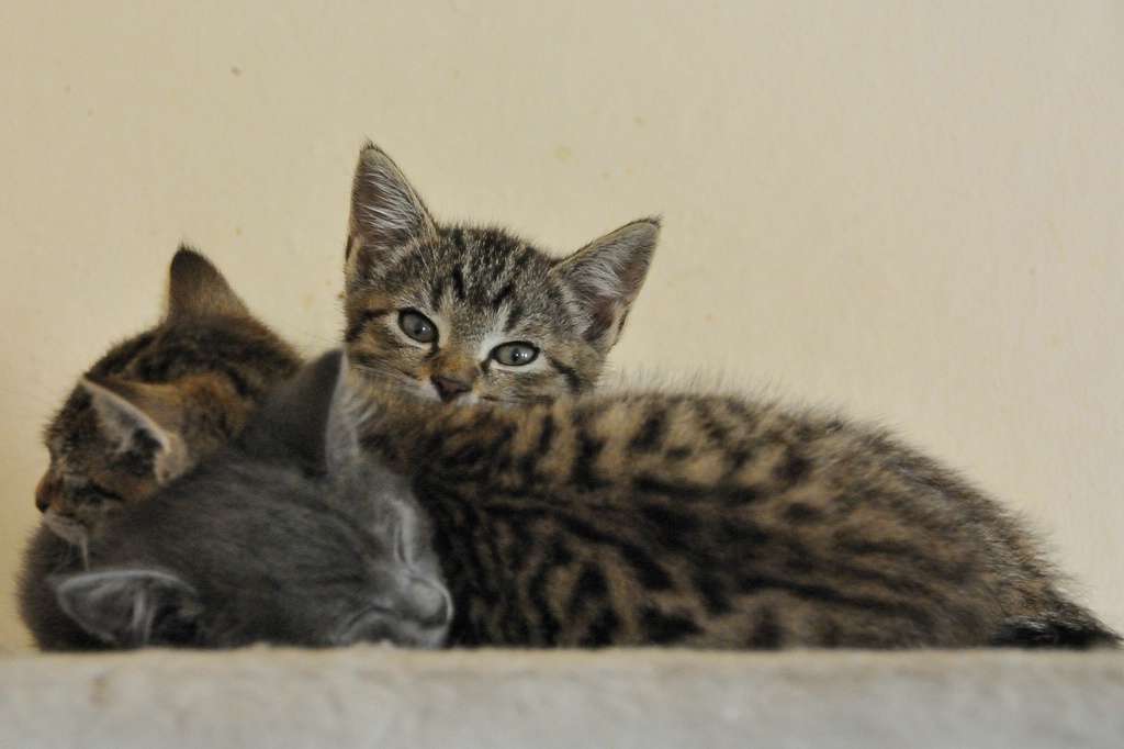 2012 07 11 5563  D300sA