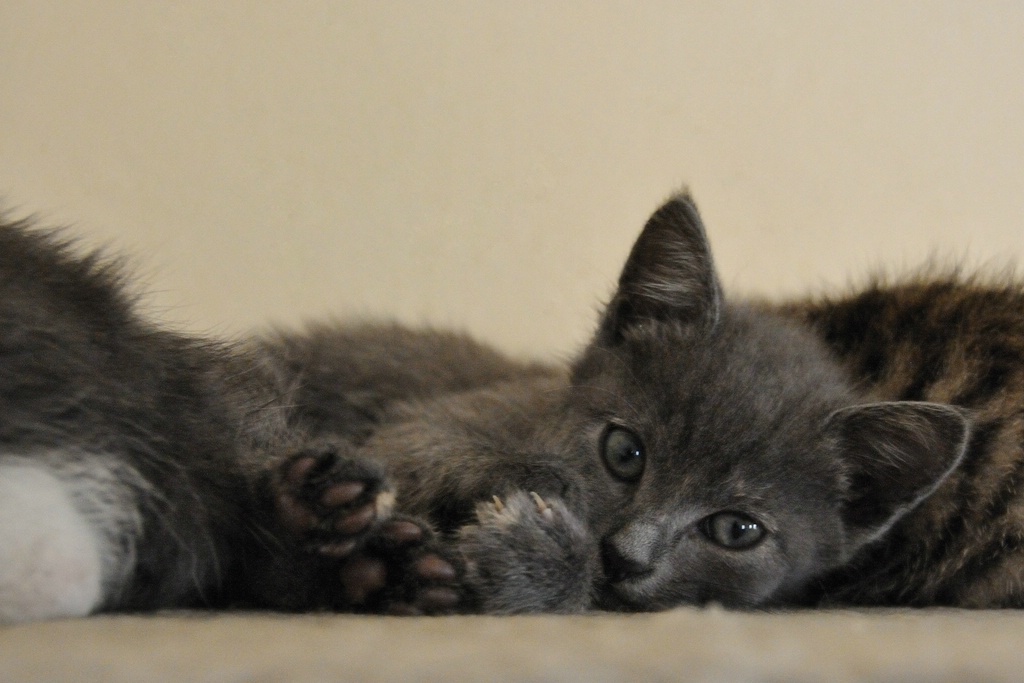 2012 07 11 5574  D300sA