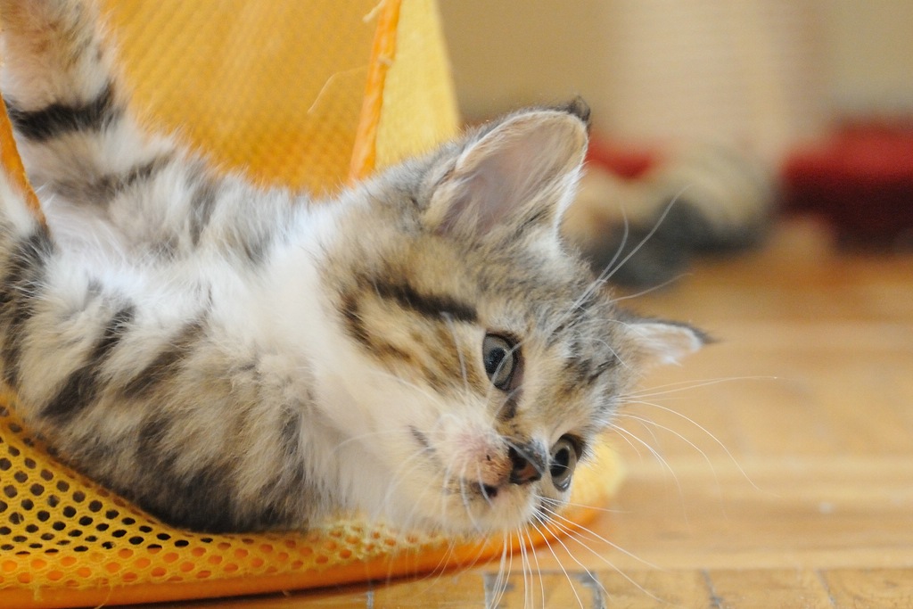 2012 07 14 5626  D300sA