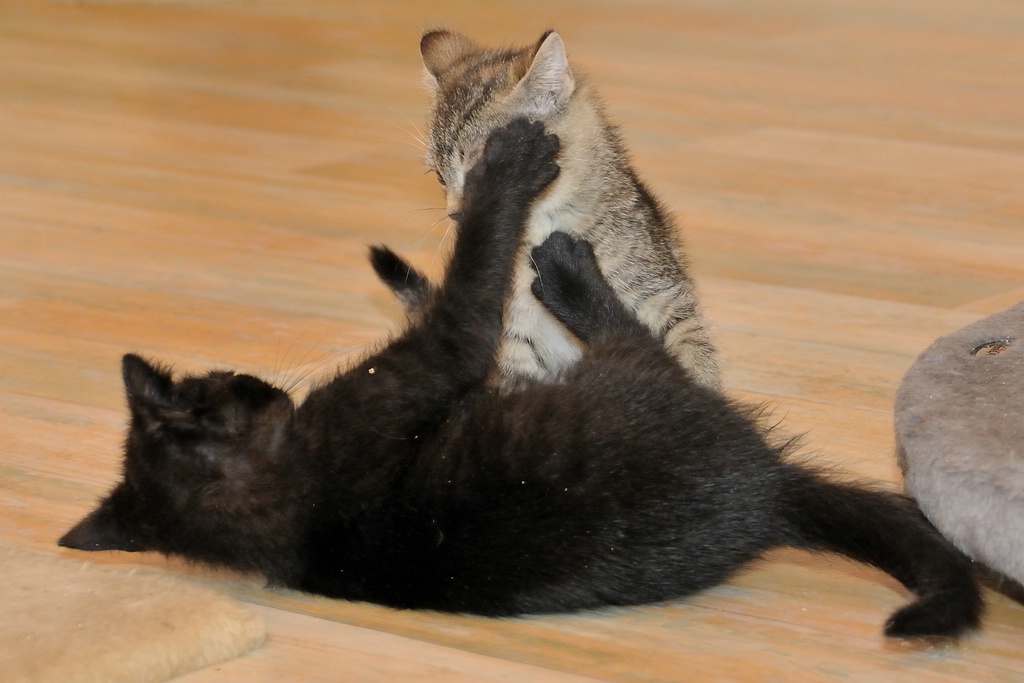 2012 07 14 5723  D300sA