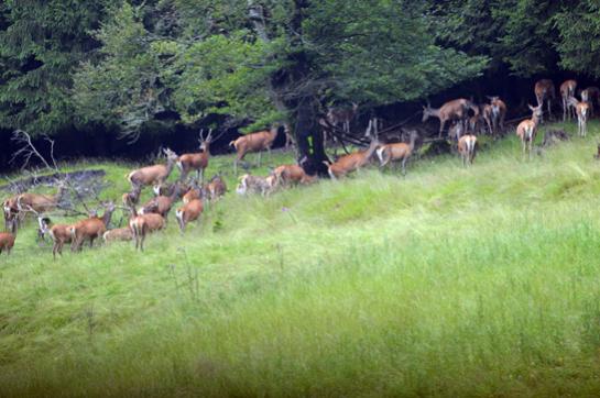 2012 07 17 008 Meistebach