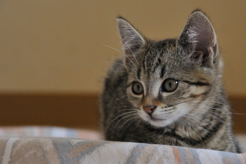 2012 07 29 6764  D300sA