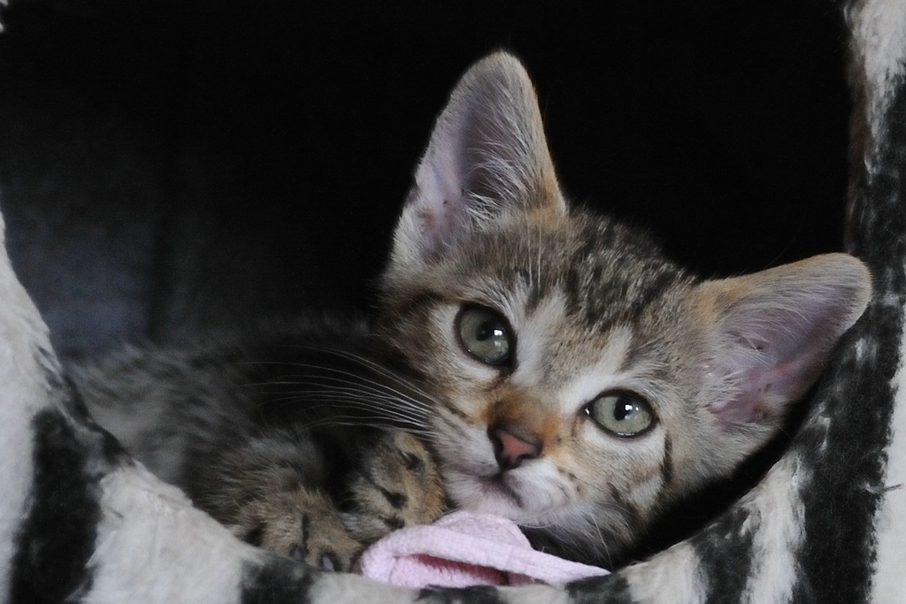 2012 07 29 6784  D300sA