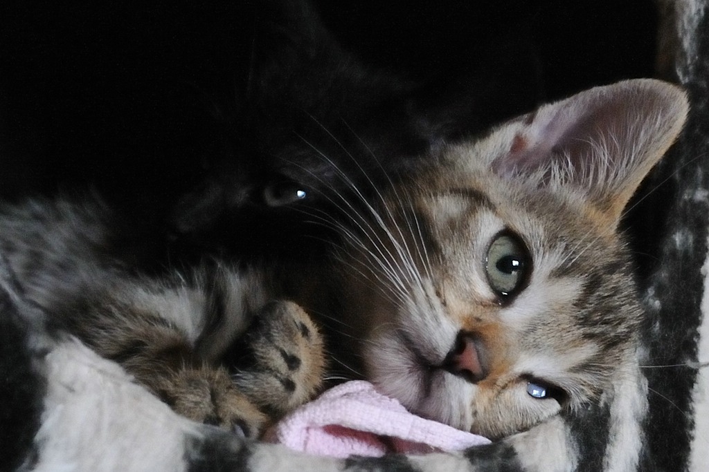 2012 07 29 6785  D300sA