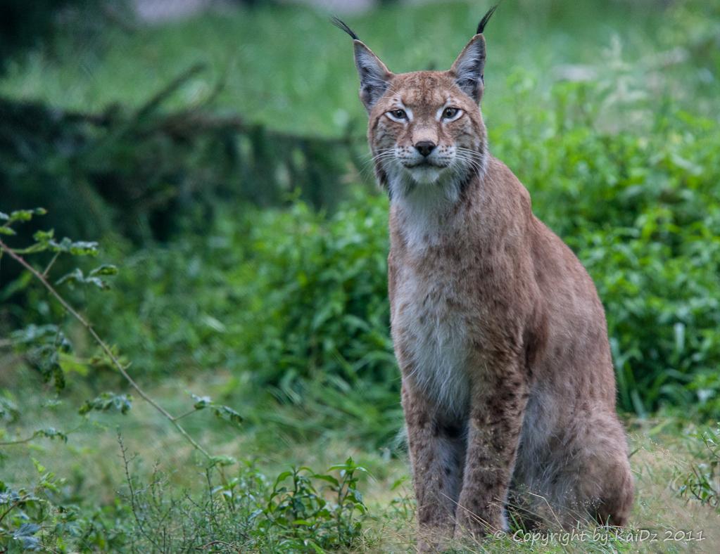 2012 08 11 0825 Uhr Luchs