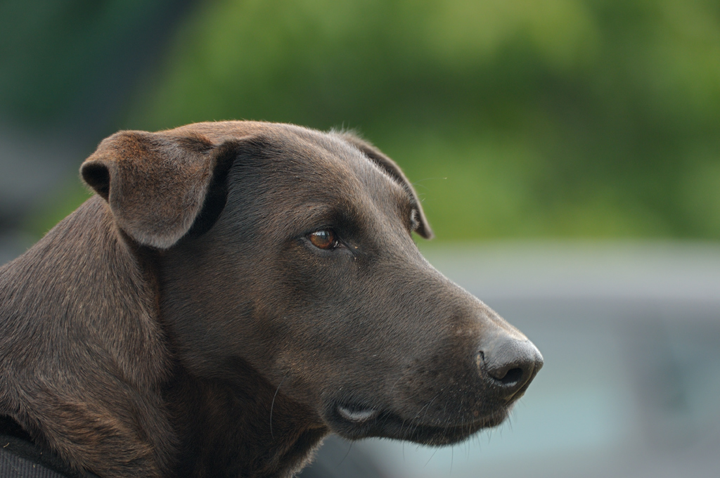 2012 09 15 8533  D300S A