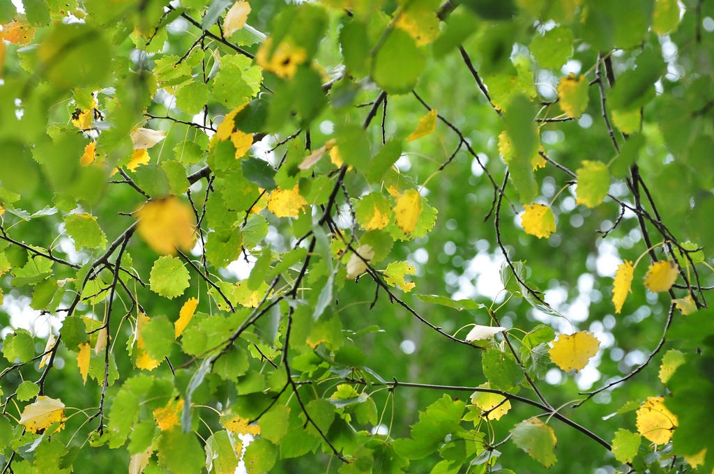 2012 09 23 9305  D300S A