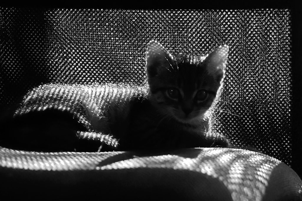 2012 09 30 9459  D300S A sw