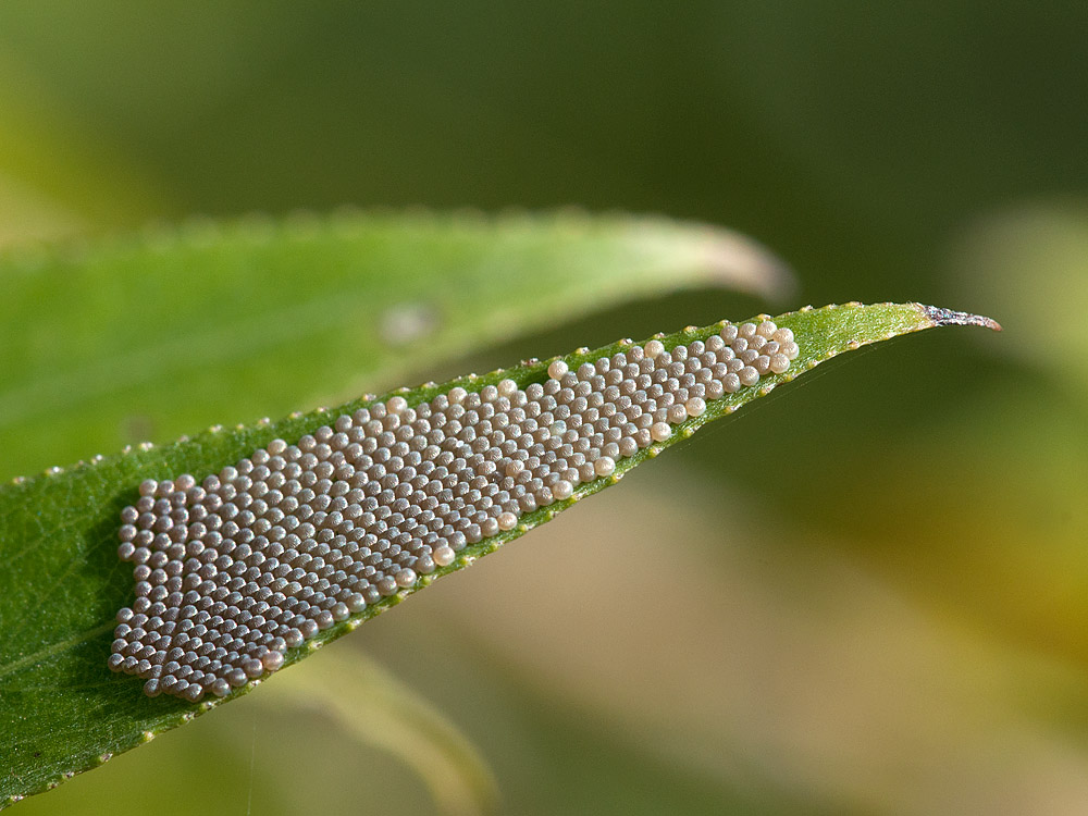 2012 10 21 Insekteneier
