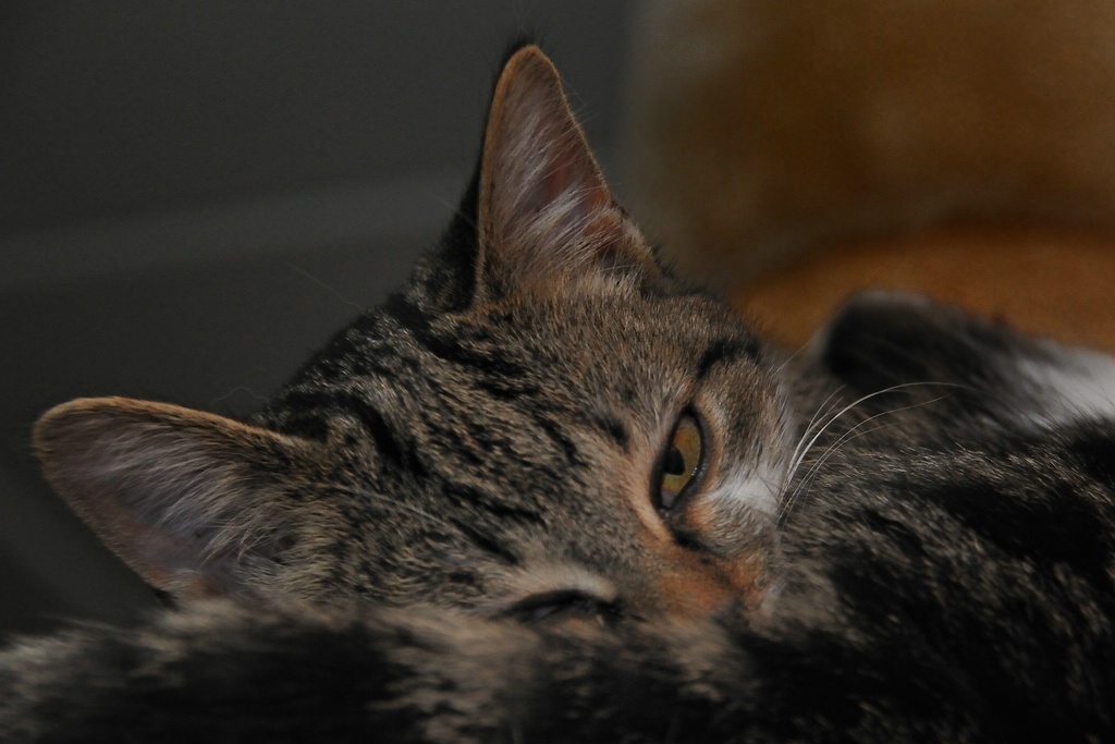 2012 11 18 10228  D300S A