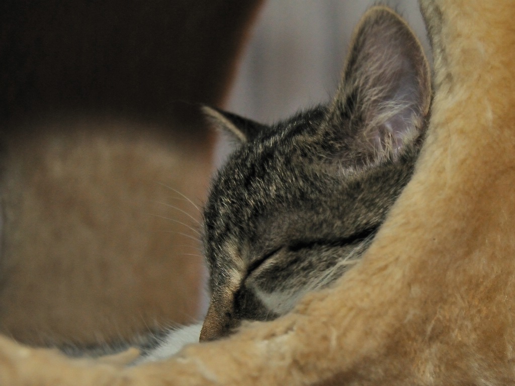 2012 11 18 10406  D300S A