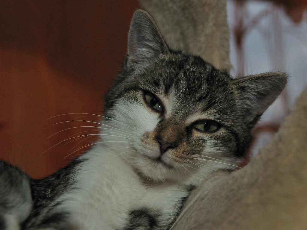 2012 11 18 10409  D300S A