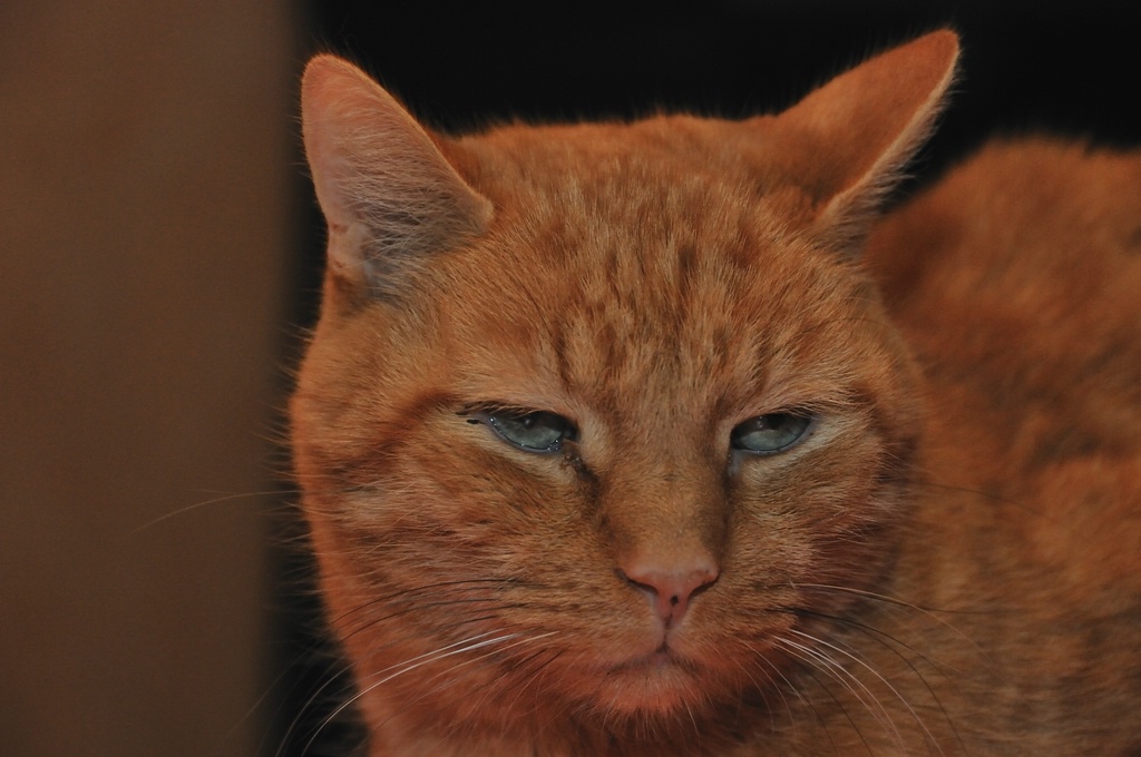 2012 11 18 10430  D300S A