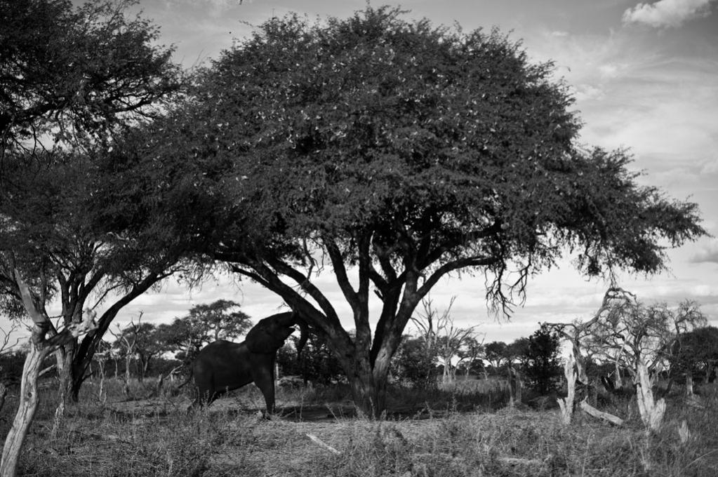 2012 Botswana-Sambia Fotoreise / Workshop mit Stefano Levi