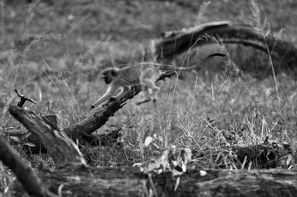 2012 Botswana-Sambia Fotoreise / Workshop mit Stefano Levi