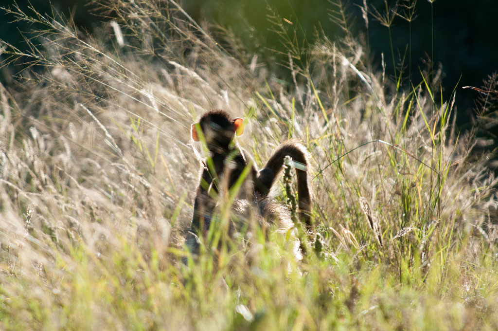 2012 Botswana-Sambia Fotoreise / Workshop mit Stefano Levi