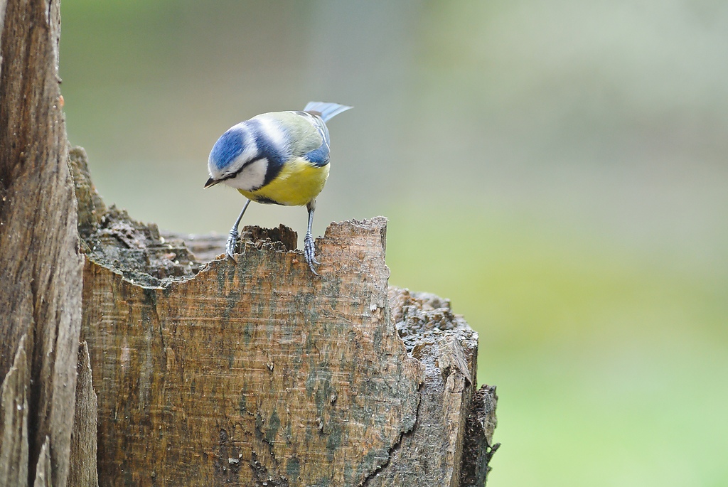 20120108 1430 [NIKON 1 V1] 300 mm,1 50 Sek. bei ƒ   3,5