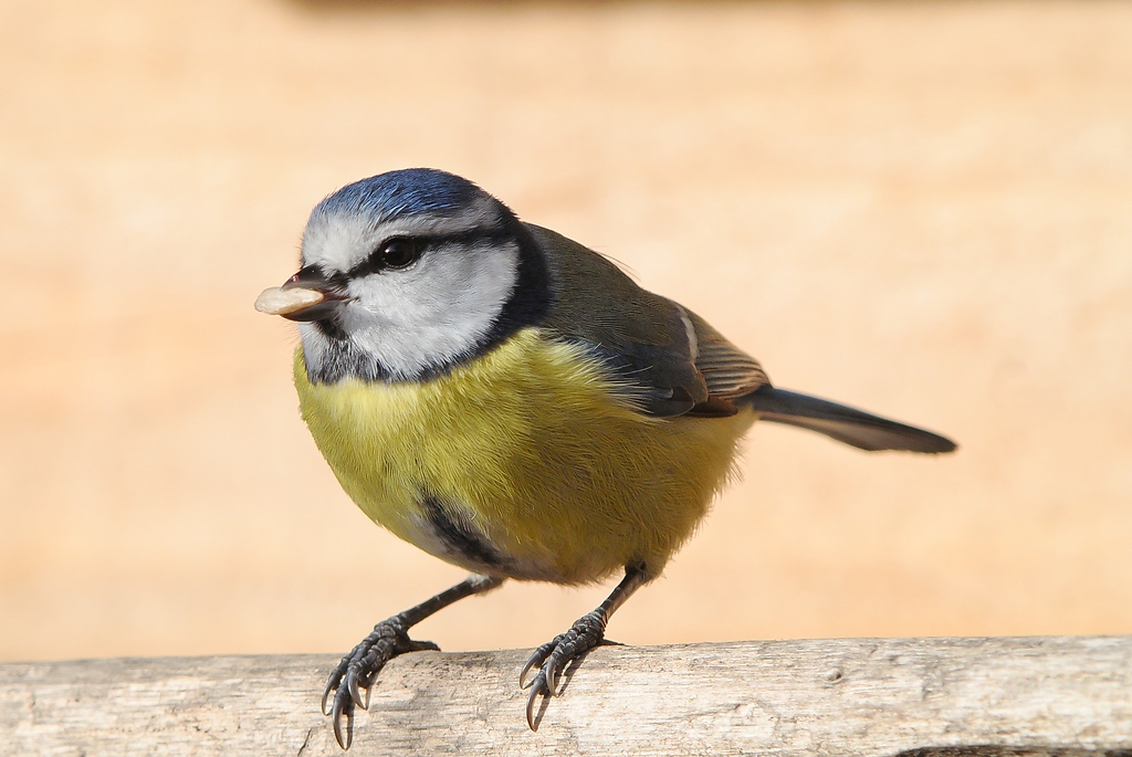 20120114 1506 [NIKON 1 V1] 310 mm,1 320 Sek. bei ƒ   5,6 2