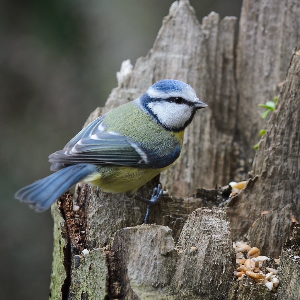 20120115 7476 [NIKON D5100] 200 mm,1 60 Sek. bei ƒ   5,6