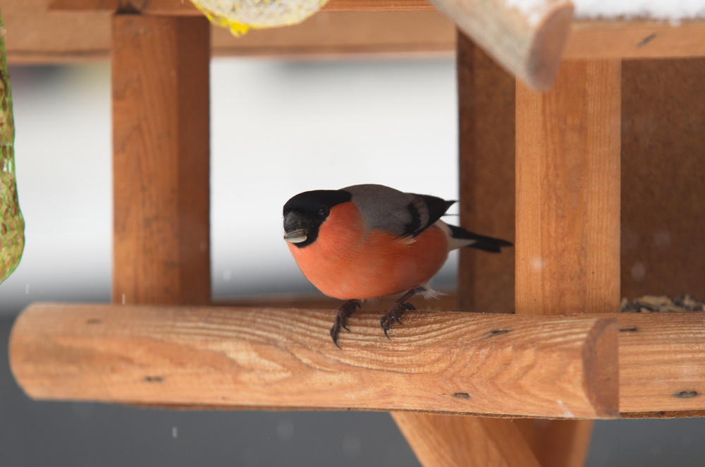 20120128 D7000 Vogelhaus DSC5153 NF