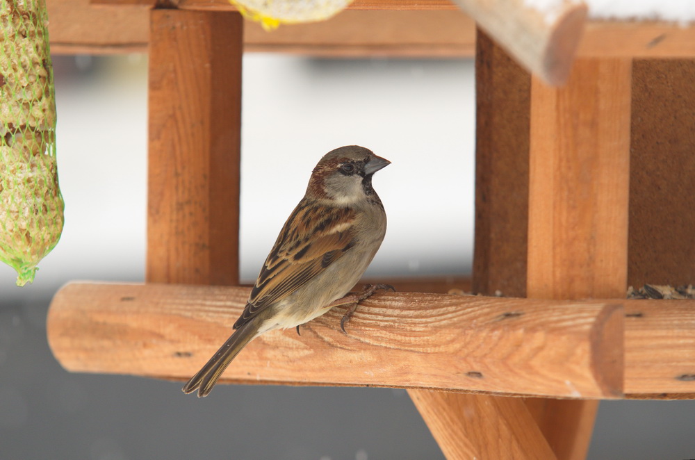 20120128 D7000 Vogelhaus DSC5219 NF