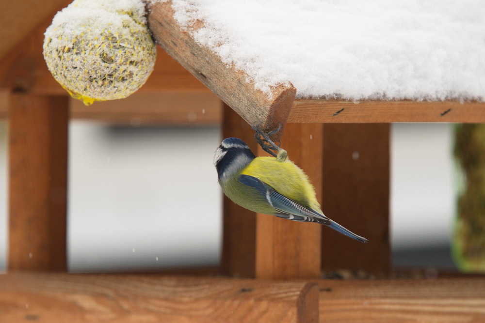 20120128 D7000 Vogelhaus DSC5233 NF
