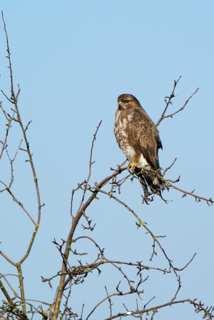20120204 2037 [NIKON 1 V1] 340 mm,1 320 Sek. bei ƒ   5,6