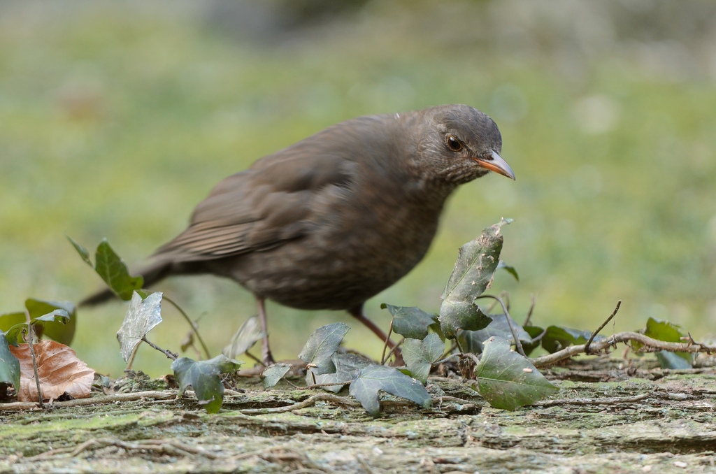 20120204 7793 [NIKON D5100] 340 mm,1 60 Sek. bei ƒ   4,0