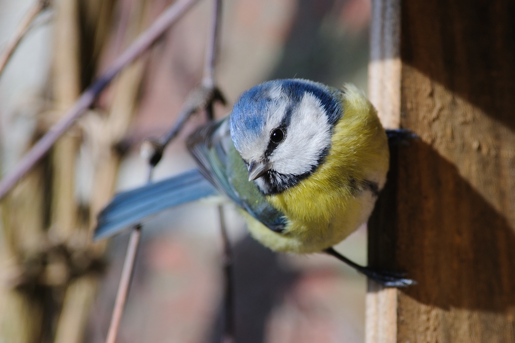 20120205 2342 [NIKON D3] 500 mm,1 250 Sek. bei ƒ   5,6