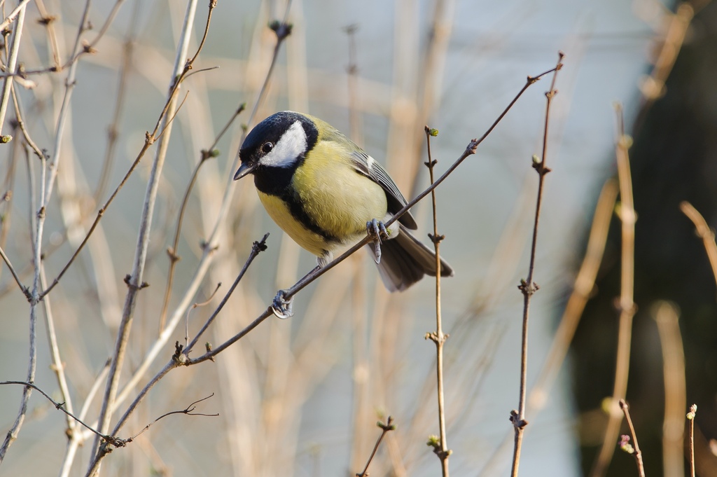 20120205 2434 [NIKON D3] 500 mm,1 160 Sek. bei ƒ   6,3