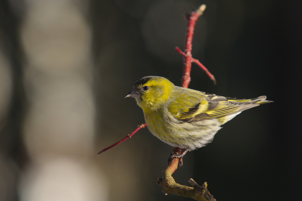 20120206 D7000 Vogelansitz DSC5421 NF
