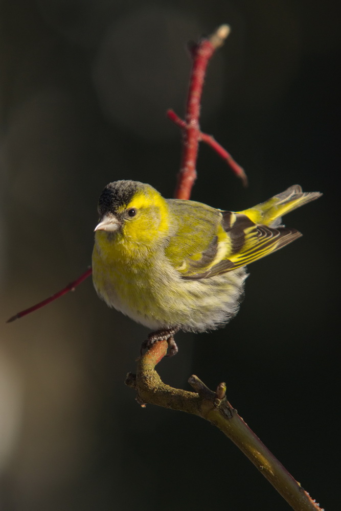20120206 D7000 Vogelansitz DSC5429 NF