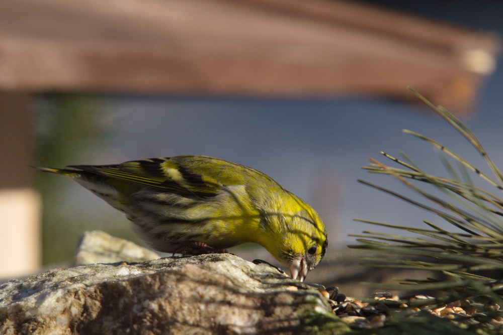 20120206 D7000 Vogelansitz DSC5501 NF