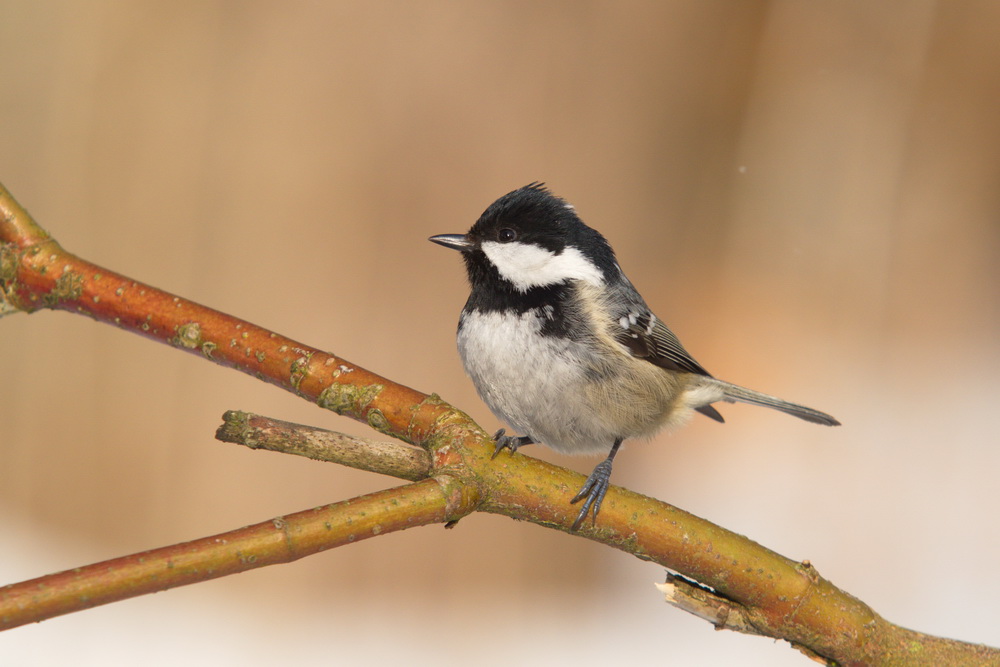 20120208 D7000 Vogelansitz DSC5681 NF