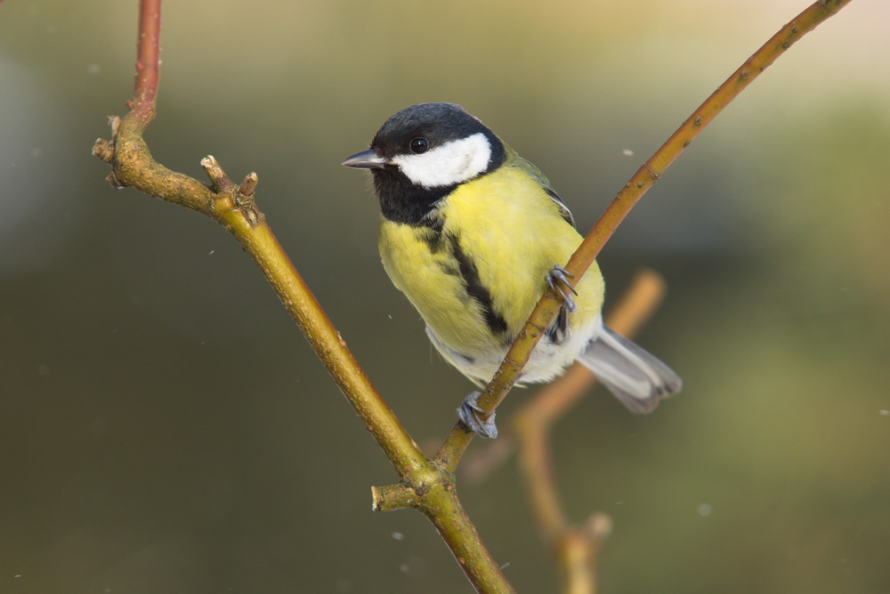 20120208 D7000 Vogelansitz DSC5773 NF