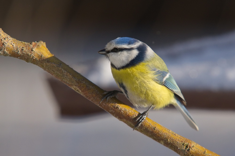 20120211 D7000 Vogelansitz DSC5826 NF