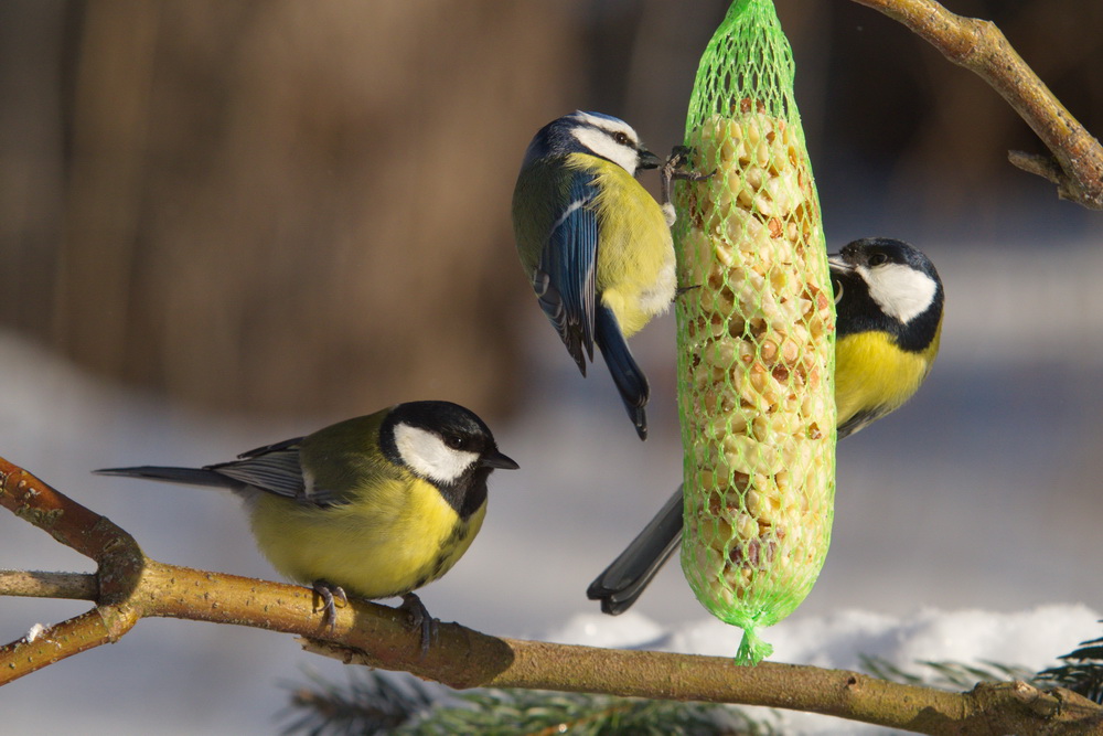 20120211 D7000 Vogelansitz DSC5832 NF