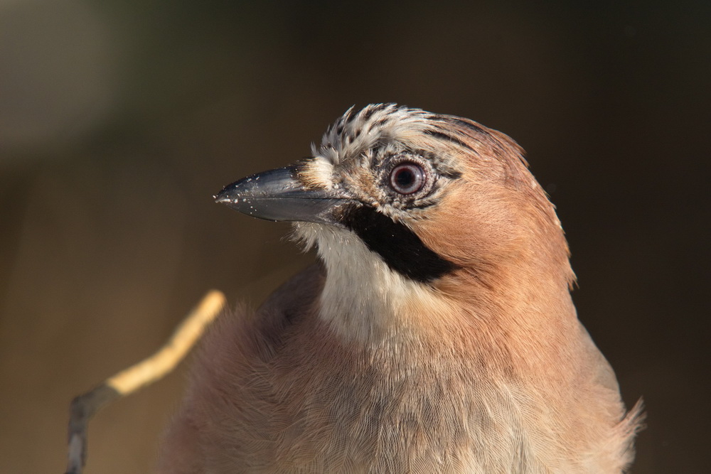 20120211 D7000 Vogelansitz DSC5886 NF