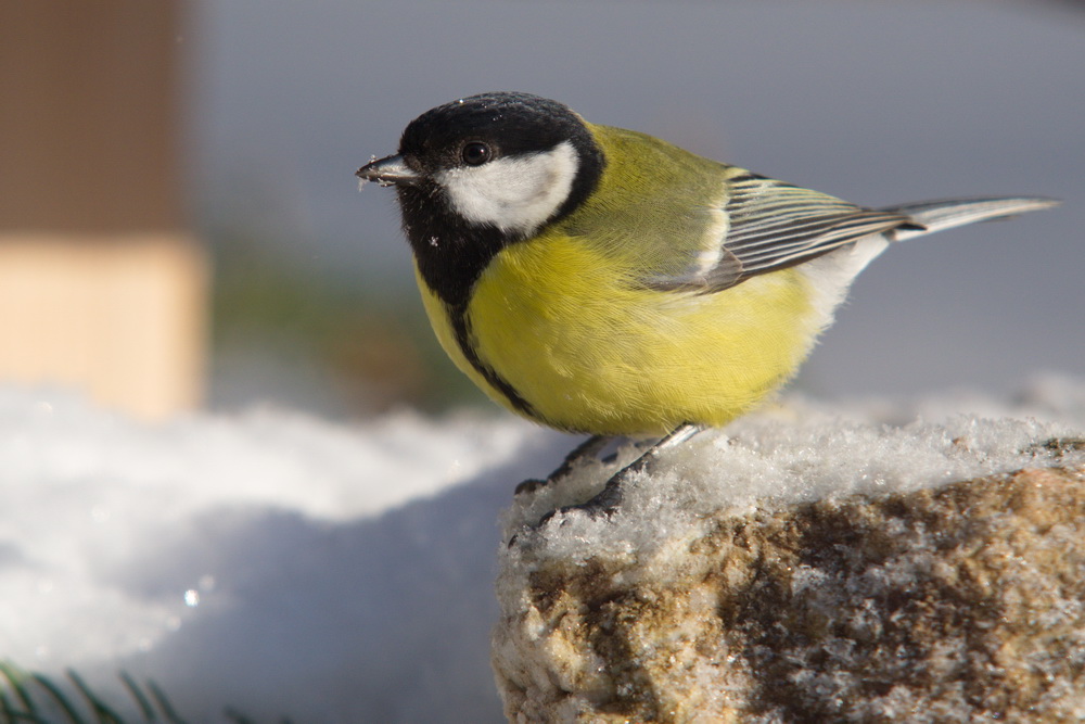 20120211 D7000 Vogelansitz DSC5905 NF